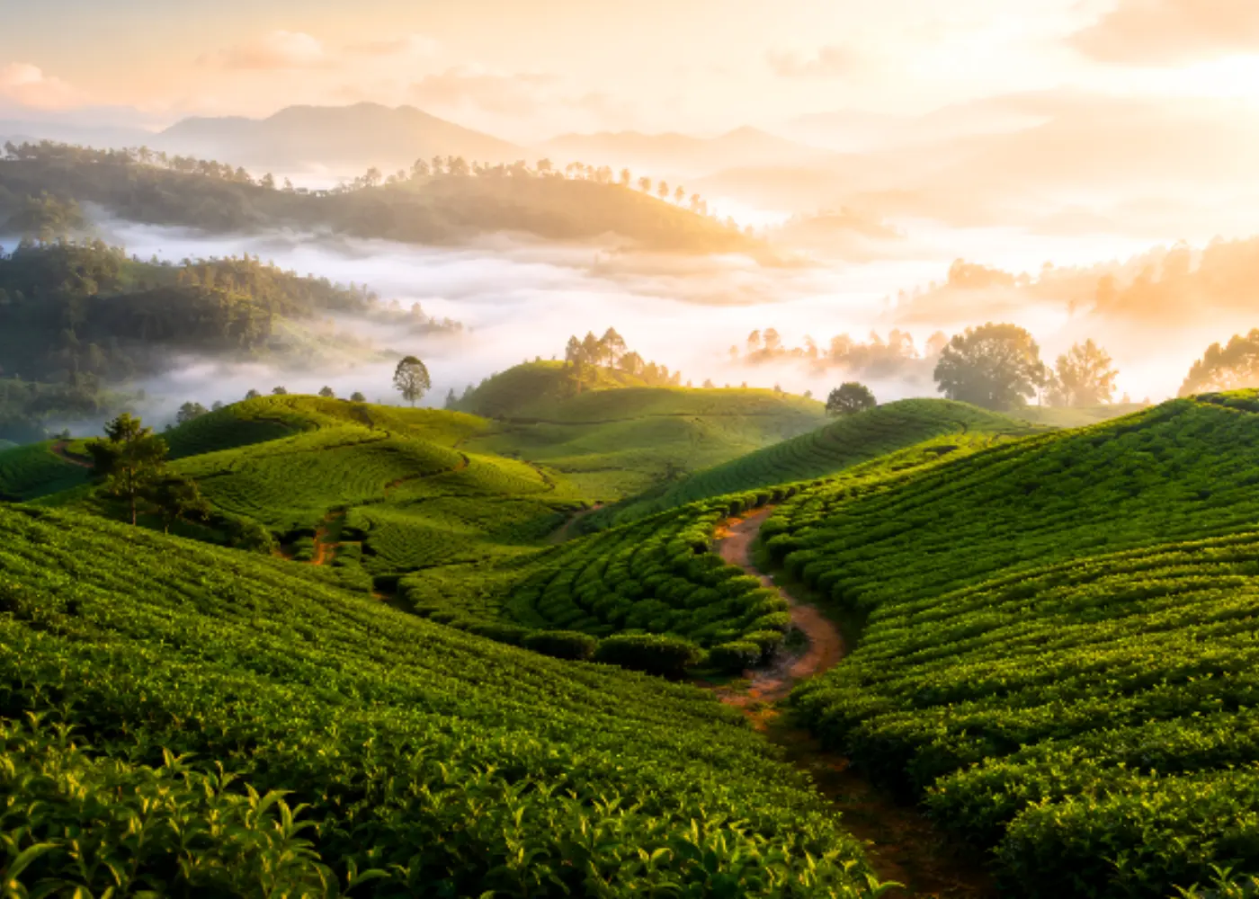 Rows of tea gardens on rolling hills