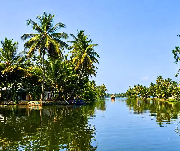 Coconut palms over the backwaters of Alleppey, Kerala