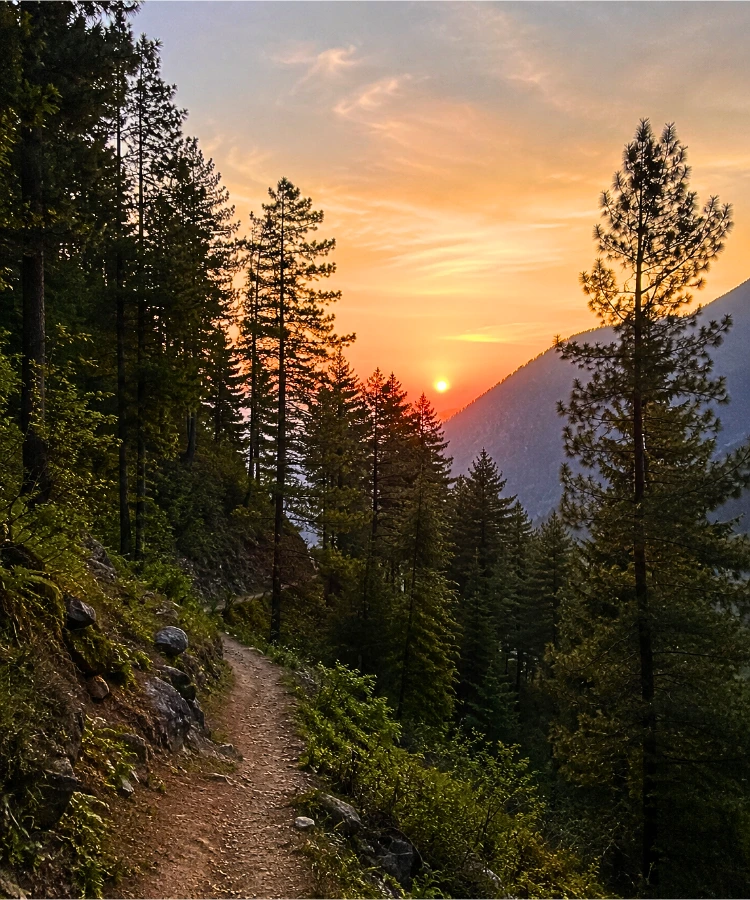 Forest trail near Kasol, Himachal Pradesh