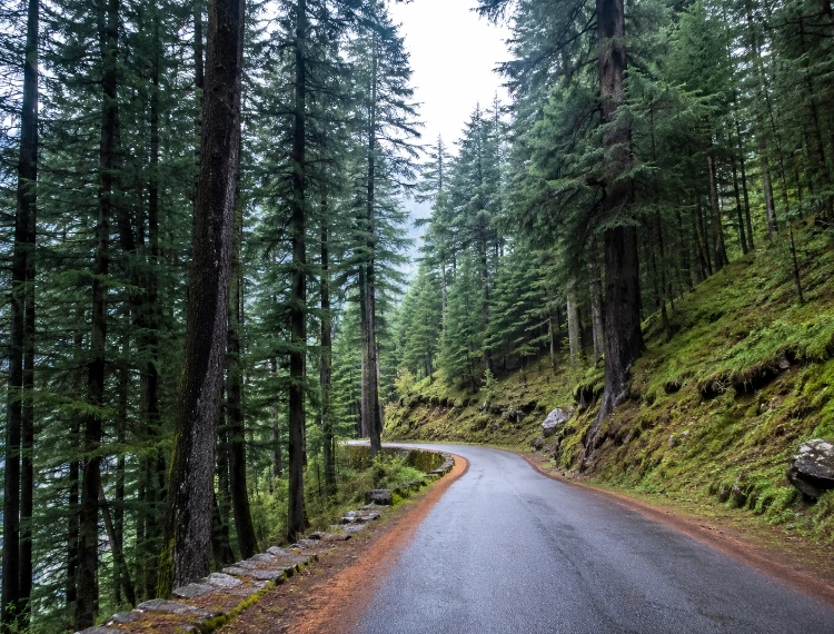 Pine forest road near Manali, Himachal Pradesh