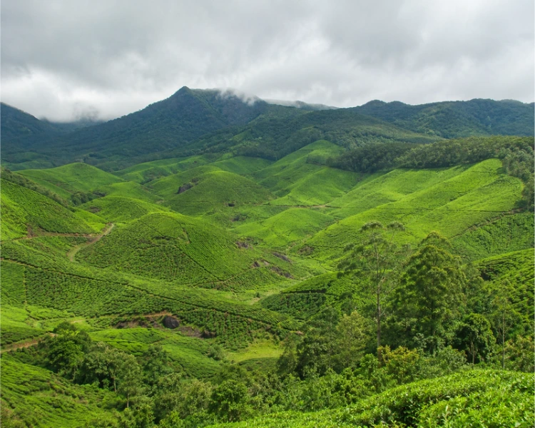 Green tea hills of Munnar, Kerala