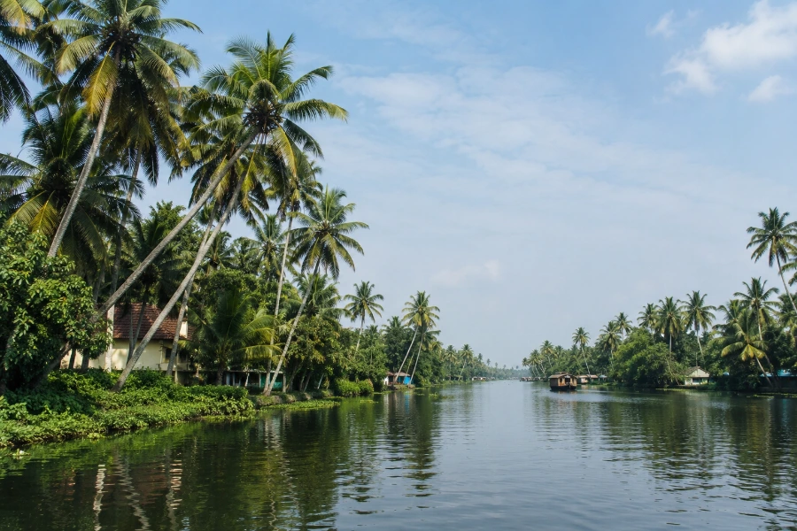 Backwater canal and palms in Kerala